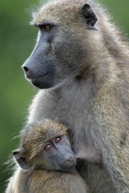 Bebek babun, Güney Afrika 'daki Kruger Ulusal Parkı' nda annesine koruma sağlıyor. 