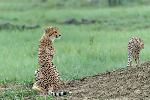 Young Cheetah (Acinonyx jubatus) searching for prey in the late afternoon in Madikwe Game Reserve in South Africa