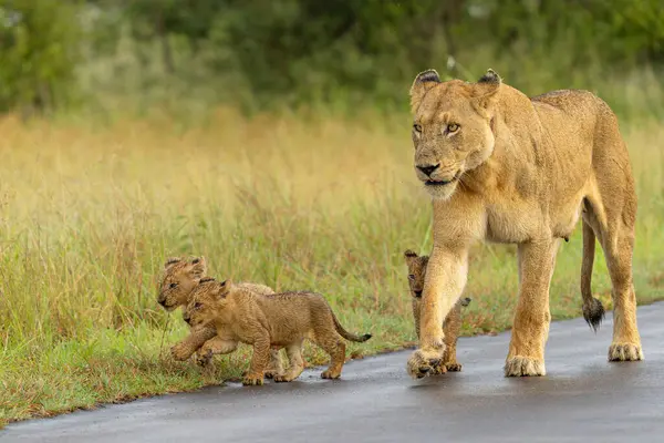Aslan yavruları anneleriyle yağmurda yürüyorlar Güney Afrika 'da Kruger Ulusal Parkı' nda