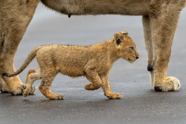 Aslan yavruları anneleriyle yağmurda yürüyorlar Güney Afrika 'da Kruger Ulusal Parkı' nda
