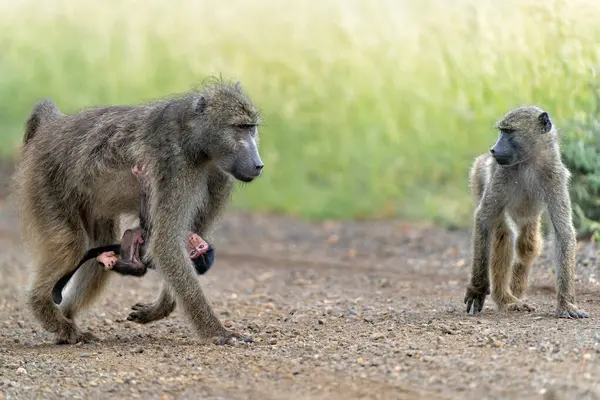Bebek babun, Güney Afrika 'daki Kruger Ulusal Parkı' nda annesine koruma sağlıyor. 