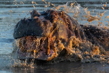 Güney Afrika 'nın Büyük Kruger Bölgesi' ndeki Manyeleti Oyun Rezervi 'nde Hippopotam. Saldırgan bir su aygırı baskın davranışlar sergiler.