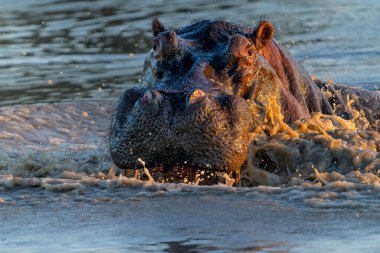 Güney Afrika 'nın Büyük Kruger Bölgesi' ndeki Manyeleti Oyun Rezervi 'nde Hippopotam. Saldırgan bir su aygırı baskın davranışlar sergiler.