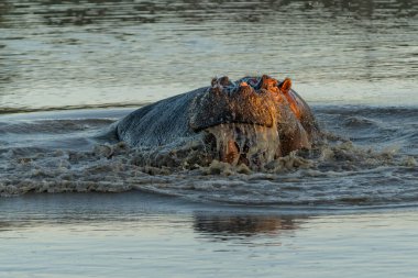 Güney Afrika 'nın Büyük Kruger Bölgesi' ndeki Manyeleti Oyun Rezervi 'nde Hippopotam. Saldırgan bir su aygırı baskın davranışlar sergiler.