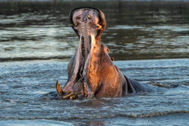 Güney Afrika 'nın Büyük Kruger Bölgesi' ndeki Manyeleti Oyun Rezervi 'nde Hippopotam. Saldırgan bir su aygırı baskın davranışlar sergiler.
