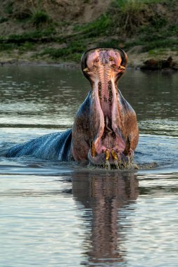 Güney Afrika 'nın Büyük Kruger Bölgesi' ndeki Manyeleti Oyun Rezervi 'nde Hippopotam. Saldırgan bir su aygırı baskın davranışlar sergiler.