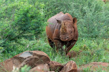 Siyah gergedan, siyah gergedan ya da kanca dudaklı gergedan (Diceros bicornis) Güney Afrika 'da bir av bölgesinde yürüyor.