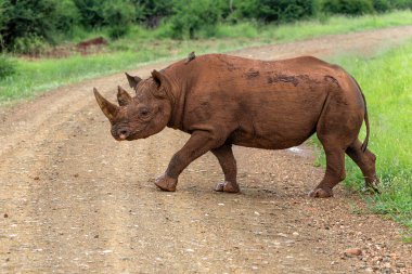Siyah gergedan, siyah gergedan ya da kanca dudaklı gergedan (Diceros bicornis) Güney Afrika 'da bir av bölgesinde yürüyor.