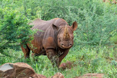 Siyah gergedan, siyah gergedan ya da kanca dudaklı gergedan (Diceros bicornis) Güney Afrika 'da bir av bölgesinde yürüyor.