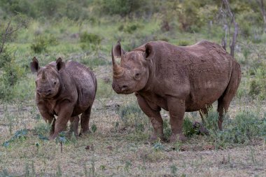 Siyah gergedan, siyah gergedan ya da kanca dudaklı gergedan (Diceros bicornis), Güney Afrika 'da bir av bölgesinde karanlık basmadan hemen önce.