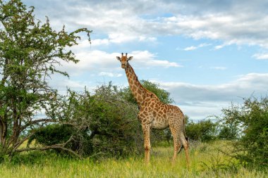 Güney Afrika zürafası (zürafa zürafa zürafa) veya Güney Afrika 'daki Kruger Ulusal Parkı' nda su ve yiyecek arayan Cape zürafası