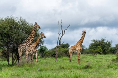 Güney Afrika zürafası (zürafa zürafa zürafa) veya Güney Afrika 'daki Kruger Ulusal Parkı' nda su ve yiyecek arayan Cape zürafası