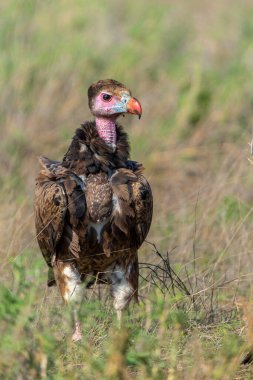 Beyaz başlı akbaba (Trigonoceps occipitalis) Güney Afrika 'daki Kruger Ulusal Parkı' ndaki bir avda diğer akbabaları etkilemeye çalışıyor.