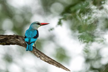 Woodland Kingfisher (Halcyon Senegalensis) Güney Afrika 'daki Kruger Ulusal Parkı' nda avlanıyor.