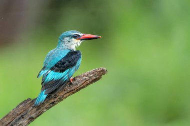Woodland Kingfisher (Halcyon Senegalensis) Güney Afrika 'daki Kruger Ulusal Parkı' nda avlanıyor.