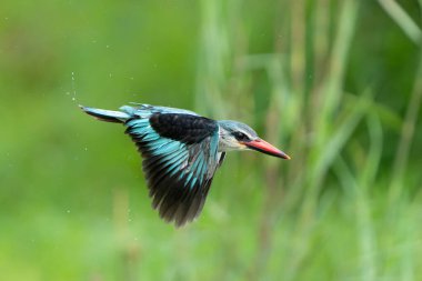 Woodland Kingfisher (Halcyon Senegalensis) Güney Afrika 'daki Kruger Ulusal Parkı' nda avlanıyor.