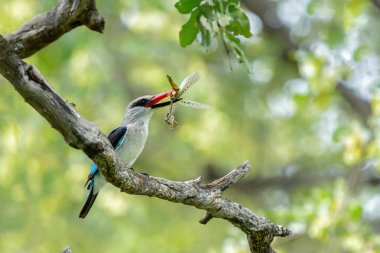 Woodland Kingfisher (Halcyon Senegalensis) Güney Afrika 'daki Kruger Ulusal Parkı' nda avlanıyor.
