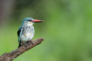 Woodland Kingfisher (Halcyon Senegalensis) Güney Afrika 'daki Kruger Ulusal Parkı' nda avlanıyor.