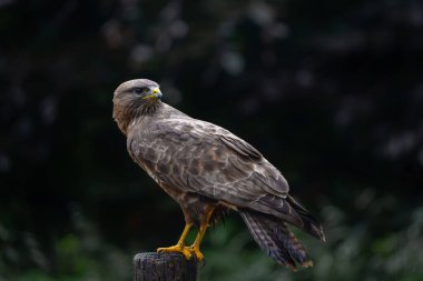 Common Buzzard (Buteo buteo) searching for food in the forest of Noord Brabant in the Netherlands.
