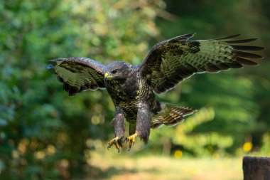 Common Buzzard (Buteo buteo) searching for food in the forest of Noord Brabant in the Netherlands.