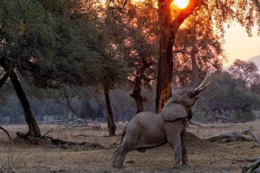 Kurak mevsimin sonunda yiyecek arayan fil boğası gün batımında Zimbabwe 'deki Mana Havuz Ulusal Parkı' nın nehir kenarında.