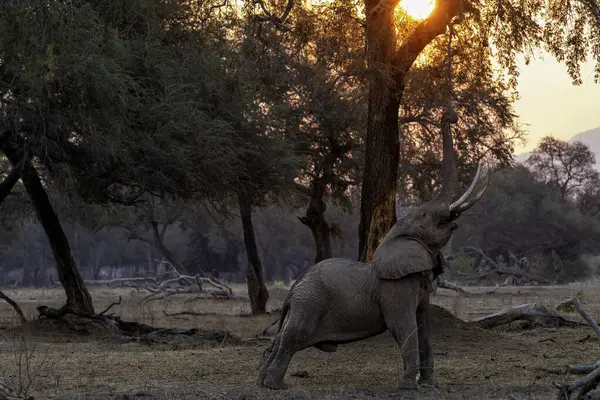Kurak mevsimin sonunda yiyecek arayan fil boğası gün batımında Zimbabwe 'deki Mana Havuz Ulusal Parkı' nın nehir kenarında.