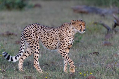 Çita (Acinonyx jubatus), Botswana 'daki Tuli Bloğunda öğleden sonra Mashatu Oyun Rezervi' nde avını arıyor.  