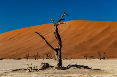 Namib-Naukluft Ulusal Parkı 'nın bir parçası olan Sossusvlei' deki Ölü Vlei 'de ölü ağaçlar