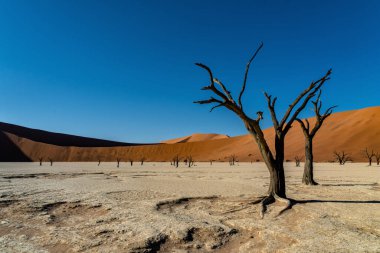 Namib-Naukluft Ulusal Parkı 'nın bir parçası olan Sossusvlei' deki Ölü Vlei 'de ölü ağaçlar