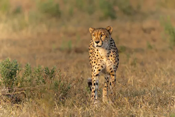 Çita (Acinonyx jubatus), Botswana 'daki Tuli Bloğunda öğleden sonra Mashatu Oyun Rezervi' nde avını arıyor.  