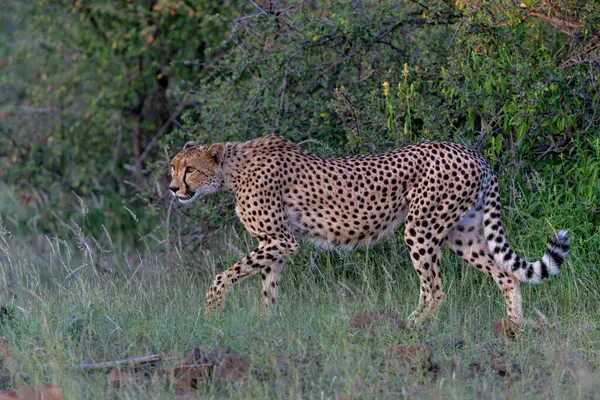 Çita (Acinonyx jubatus), Botswana 'daki Tuli Bloğunda öğleden sonra Mashatu Oyun Rezervi' nde avını arıyor.  