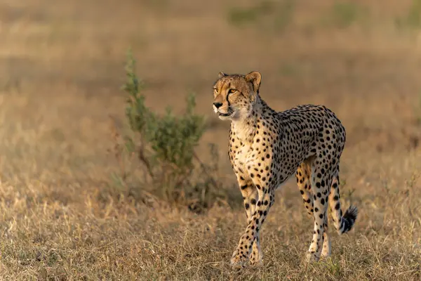 Çita (Acinonyx jubatus), Botswana 'daki Tuli Bloğunda öğleden sonra Mashatu Oyun Rezervi' nde avını arıyor.  