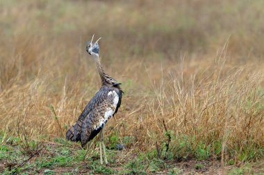Siyah karınlı (Lissotis melanogaster) Güney Afrika Kruger Ulusal Parkı 'nda kur yapma davranışı sergiliyor.