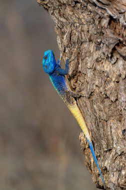 Güney Ağacı Ağacı (Acanthocercus atricollis) Güney Afrika 'daki Kruger Ulusal Parkı' nda bir ağaçta duruyor.