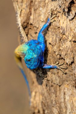 Güney Ağacı Ağacı (Acanthocercus atricollis) Güney Afrika 'daki Kruger Ulusal Parkı' nda bir ağaçta duruyor.