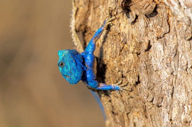 Güney Ağacı Ağacı (Acanthocercus atricollis) Güney Afrika 'daki Kruger Ulusal Parkı' nda bir ağaçta duruyor.