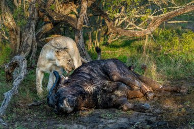 Güney Afrika 'nın Büyük Kruger Bölgesi' ndeki Sabi Sands oyun parkında bir bufalodan yemek yiyen dişi aslan.