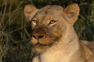 Güney Afrika 'nın Büyük Kruger Bölgesi' ndeki Sabi Sands oyun parkında bir bufalodan yemek yiyen dişi aslan.