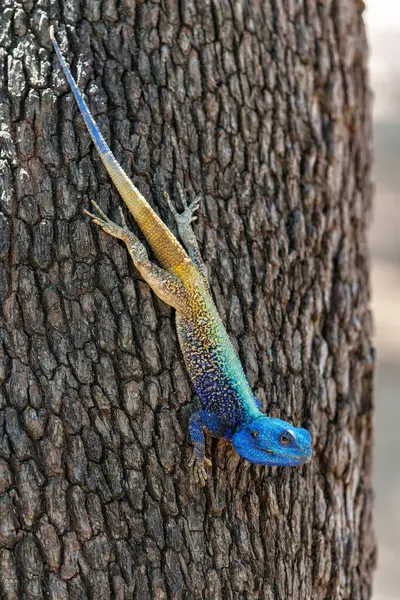 Güney Ağacı Ağacı (Acanthocercus atricollis) Güney Afrika 'daki Kruger Ulusal Parkı' nda bir ağaçta duruyor.