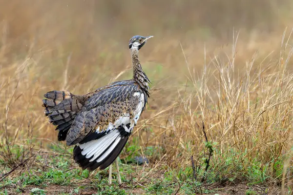 Siyah karınlı (Lissotis melanogaster) Güney Afrika Kruger Ulusal Parkı 'nda kur yapma davranışı sergiliyor.
