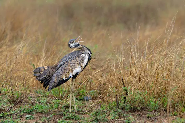 Siyah karınlı (Lissotis melanogaster) Güney Afrika Kruger Ulusal Parkı 'nda kur yapma davranışı sergiliyor.