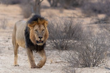 Aslan (Panthera leo) Kalahari Çölü 'nün kumlarında asılı duruyor. Bu baskın erkek aslan avını Güney Afrika 'daki Kgalagadi Sınır Aşan Parkı' nda koruyordu..