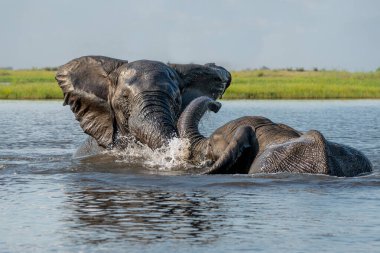 Boğa filleriyle yakın temas. Yeşil mevsimde Botswana ve Namibya arasında Chobe Nehri 'nin sularında oynayan Afrika fili boğaları..