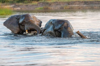 Boğa filleriyle yakın temas. Yeşil mevsimde Botswana ve Namibya arasında Chobe Nehri 'nin sularında oynayan Afrika fili boğaları..