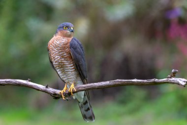 Hollanda 'daki ormanda yiyecek arayan Avrasya Atmaca (Accipiter nisus).