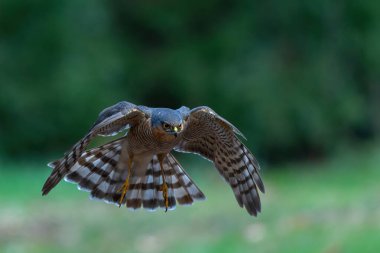 Hollanda 'daki ormanda yiyecek arayan Avrasya Atmaca (Accipiter nisus).