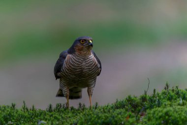 Hollanda 'daki ormanda yiyecek arayan Avrasya Atmaca (Accipiter nisus).