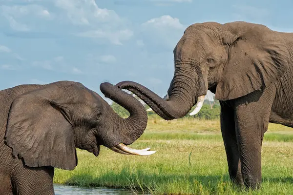 Boğa filleriyle yakın temas. Yeşil mevsimde Botswana ve Namibya arasında Chobe Nehri 'nin sularında oynayan Afrika fili boğaları..