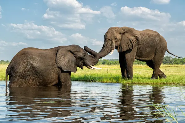 Boğa filleriyle yakın temas. Yeşil mevsimde Botswana ve Namibya arasında Chobe Nehri 'nin sularında oynayan Afrika fili boğaları..