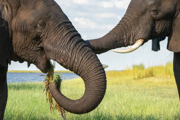 Boğa filleriyle yakın temas. Yeşil mevsimde Botswana ve Namibya arasında Chobe Nehri 'nin sularında oynayan Afrika fili boğaları..